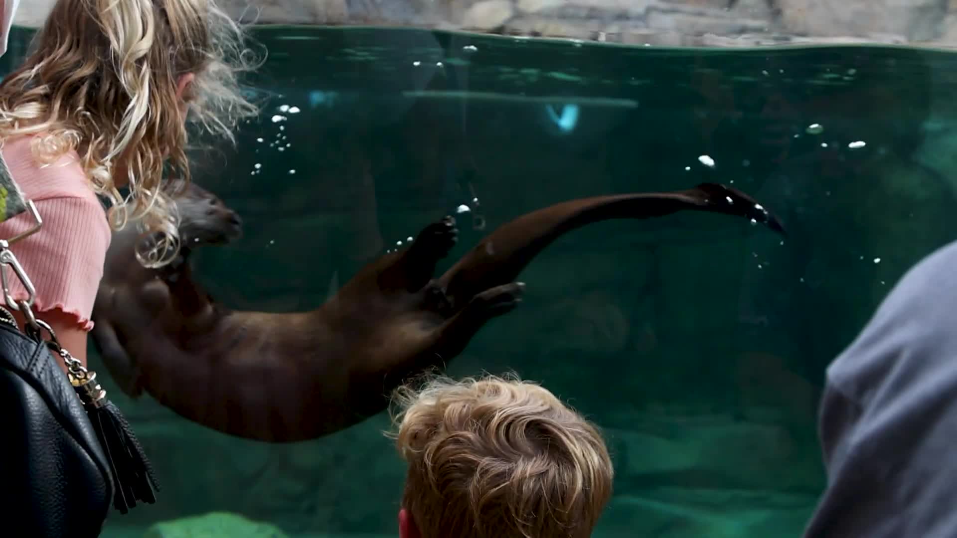 A Look at Mote's New Science and Education Aquarium (SEA)